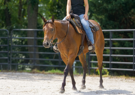 HorseID: 2318803 Rosie’s sweet jag - PhotoID: 1106002