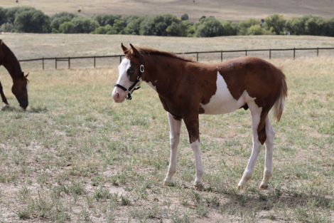 HorseID: 2318805 Trashy Ghost Gunner (pending) - PhotoID: 1106004