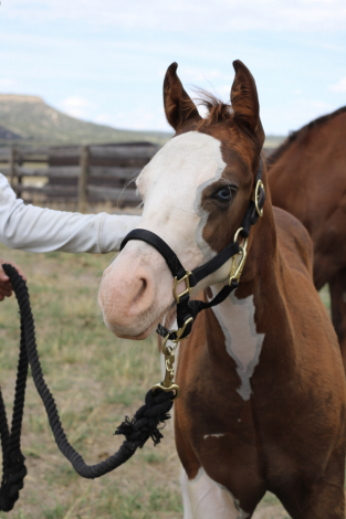 HorseID: 2318805 Trashy Ghost Gunner (pending) - PhotoID: 1106005