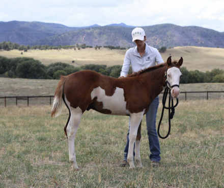 HorseID: 2318805 Trashy Ghost Gunner (pending) - PhotoID: 1106006