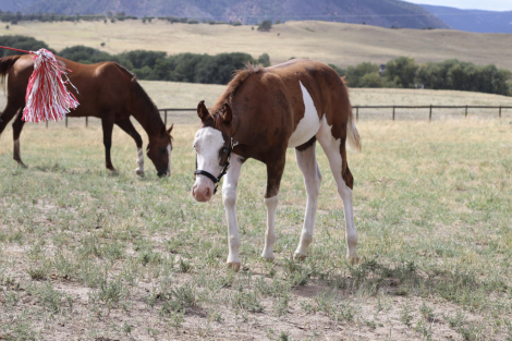 HorseID: 2318805 Trashy Ghost Gunner (pending) - PhotoID: 1106007