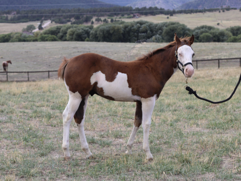 HorseID: 2318805 Trashy Ghost Gunner - PhotoID: 1106006