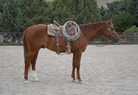 HorseID: 2318819 Preferred Royal Cat - PhotoID: 1106010