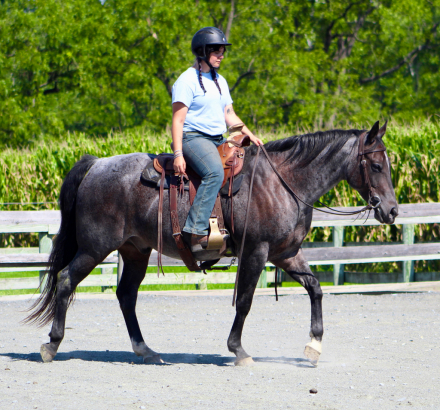 HorseID: 2318822 Smoke - PhotoID: 1106013