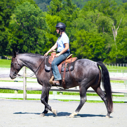 HorseID: 2318822 Smoke - PhotoID: 1106014
