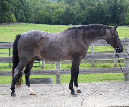 HorseID: 2318822 Smoke - PhotoID: 1106015