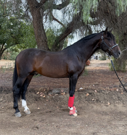 HorseID: 2318826 Chief - PhotoID: 1106017