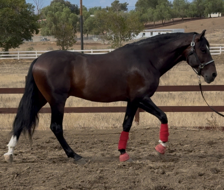 HorseID: 2318826 Chief - PhotoID: 1106018