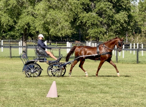 HorseID: 2318828 The Great I Am - PhotoID: 1106021