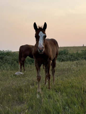HorseID: 2318830 SLV Trail of Fire - PhotoID: 1106029