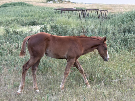 HorseID: 2318830 SLV Trail of Fire - PhotoID: 1106031