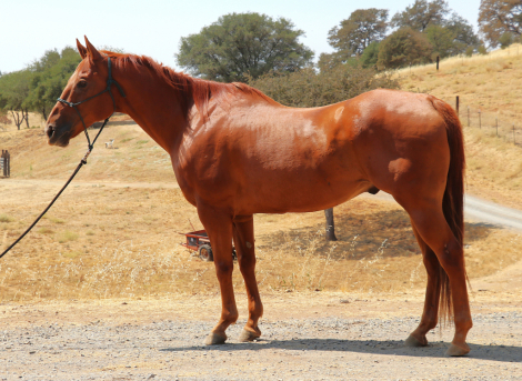 HorseID: 2318837 Genuine Special - PhotoID: 1106032