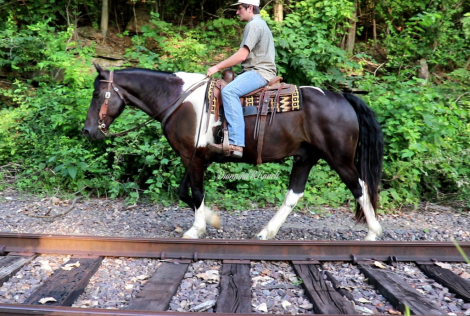 HorseID: 2318843 Tux - PhotoID: 1106041