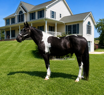 HorseID: 2318843 Tux - PhotoID: 1106042