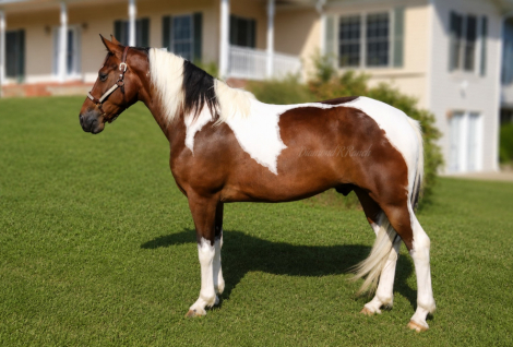 HorseID: 2318846 Motivated To Shake - PhotoID: 1106043