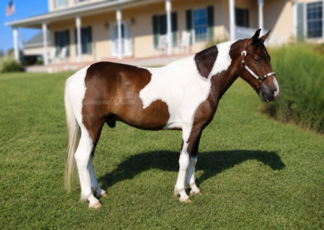 HorseID: 2318846 Motivated To Shake - PhotoID: 1106044