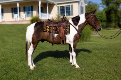 HorseID: 2318846 Motivated To Shake - PhotoID: 1106045