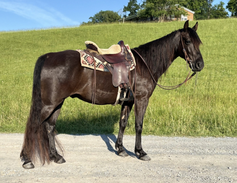 HorseID: 2318848 El Chico Freako - PhotoID: 1106047