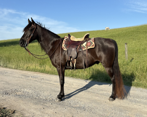 HorseID: 2318848 El Chico Freako - PhotoID: 1106048