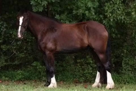 HorseID: 2318850 Sir Edmond - PhotoID: 1106051