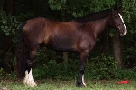 HorseID: 2318850 Sir Edmond - PhotoID: 1106052