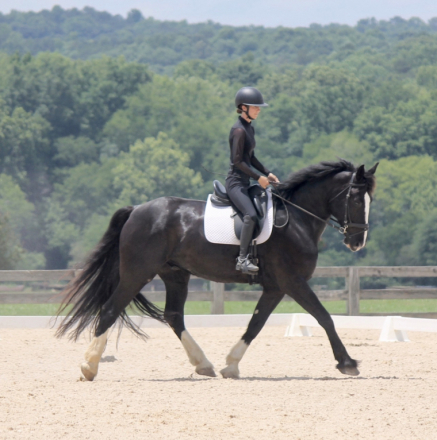 HorseID: 2318850 Sir Edmond - PhotoID: 1106053