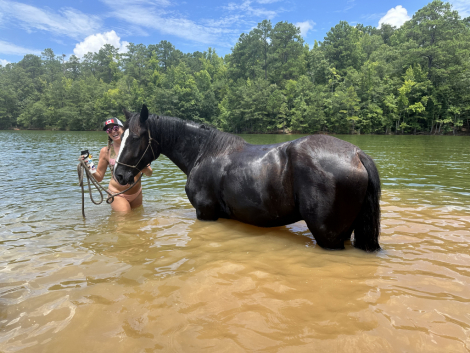 HorseID: 2318850 Sir Edmond - PhotoID: 1106054