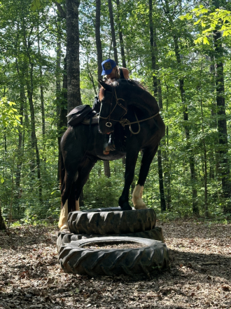 HorseID: 2318850 Sir Edmond - PhotoID: 1106055