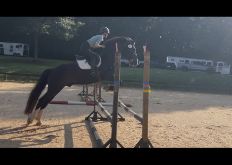 HorseID: 2318850 Sir Edmond - PhotoID: 1106056