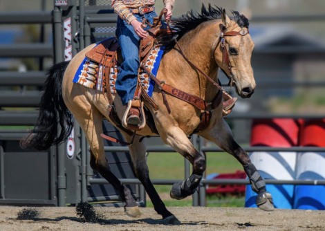 HorseID: 2318852 BRB Negotiated Fella - PhotoID: 1106057