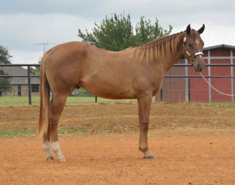 HorseID: 2318854 Best Party Favor - PhotoID: 1106060