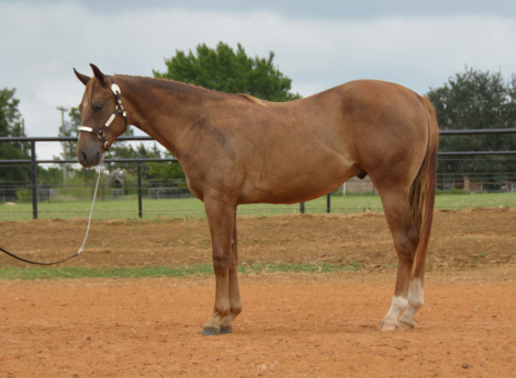 HorseID: 2318854 Best Party Favor - PhotoID: 1106061