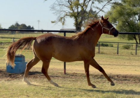 HorseID: 2318854 Best Party Favor - PhotoID: 1106062