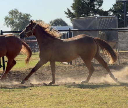HorseID: 2318854 Best Party Favor - PhotoID: 1106063
