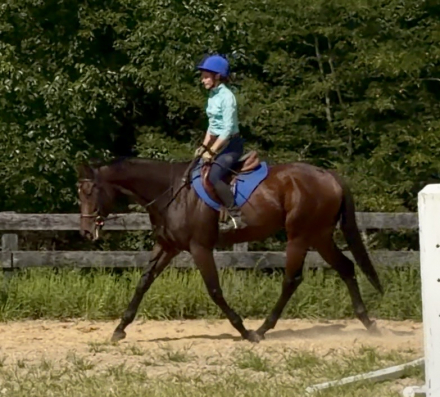HorseID: 2318855 Malibu Knight - PhotoID: 1106066