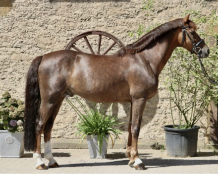 HorseID: 2318859 Cassius G - PhotoID: 1106023