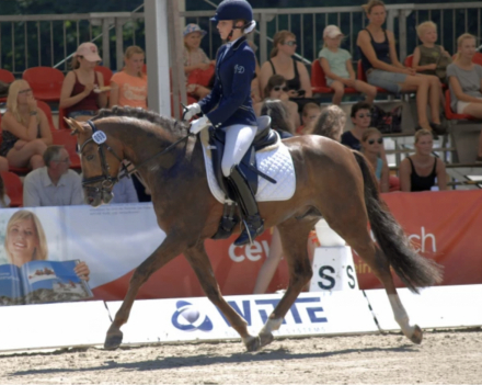 HorseID: 2318859 Cassius G - PhotoID: 1106024