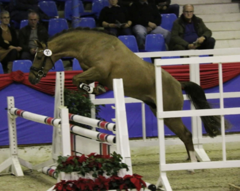 HorseID: 2318859 Cassius G - PhotoID: 1106025
