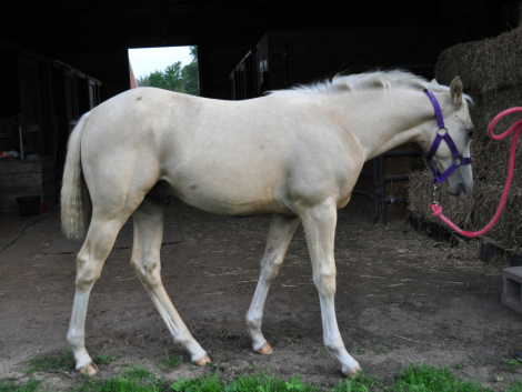 HorseID: 2318862 NINETALEZ - PhotoID: 1106068