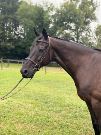 HorseID: 2318863 The Brown Bomber - PhotoID: 1106295