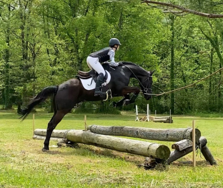HorseID: 2318863 The Brown Bomber - PhotoID: 1106302