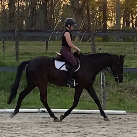 HorseID: 2318863 The Brown Bomber - PhotoID: 1106303