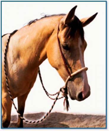 HorseID: 2318871 SilknSkyes Luna - PhotoID: 1106072