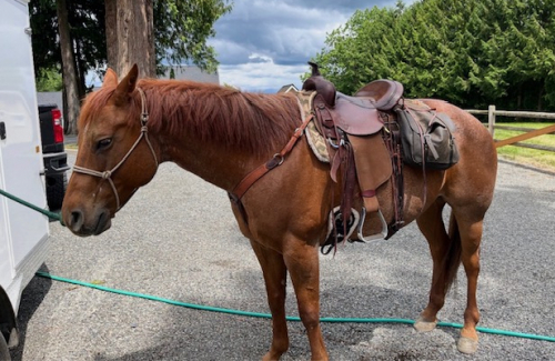 HorseID: 2318872 Rojo - PhotoID: 1106073