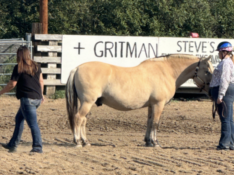 HorseID: 2318878 Hans IV - PhotoID: 1106091