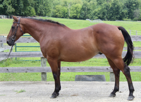 HorseID: 2318881 Poncho - PhotoID: 1106080