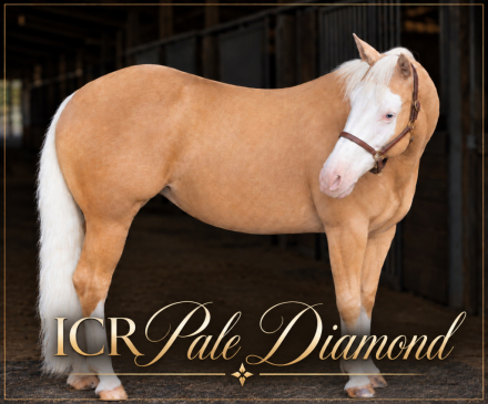 HorseID: 2318887 ICR PALE DIAMOND - PhotoID: 1106081