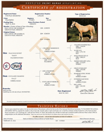 HorseID: 2318887 ICR PALE DIAMOND - PhotoID: 1106083