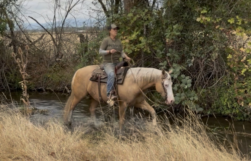 HorseID: 2318887 ICR PALE DIAMOND - PhotoID: 1106084