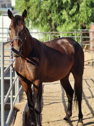 HorseID: 2318891 Rocky 2.0 - PhotoID: 1106087